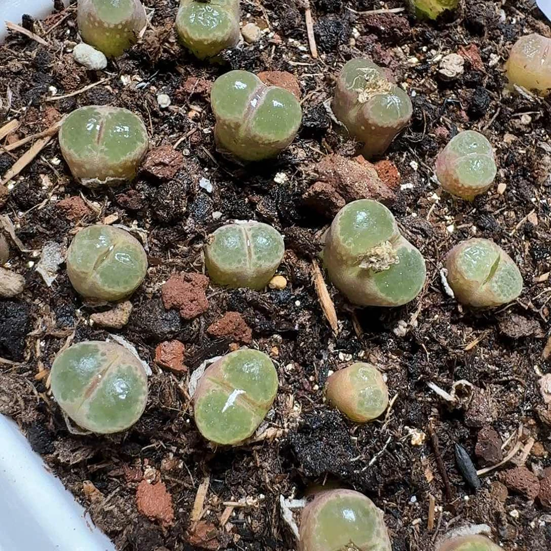 416号的润泽肉植物哇