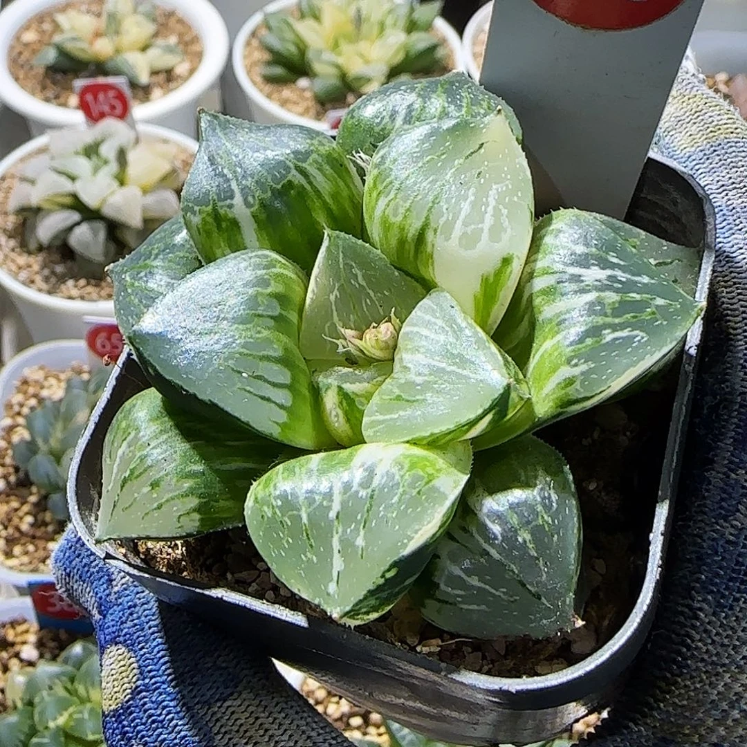 258日月潭实生锦 7 繁殖 7厘米左右一物一拍带盆发货