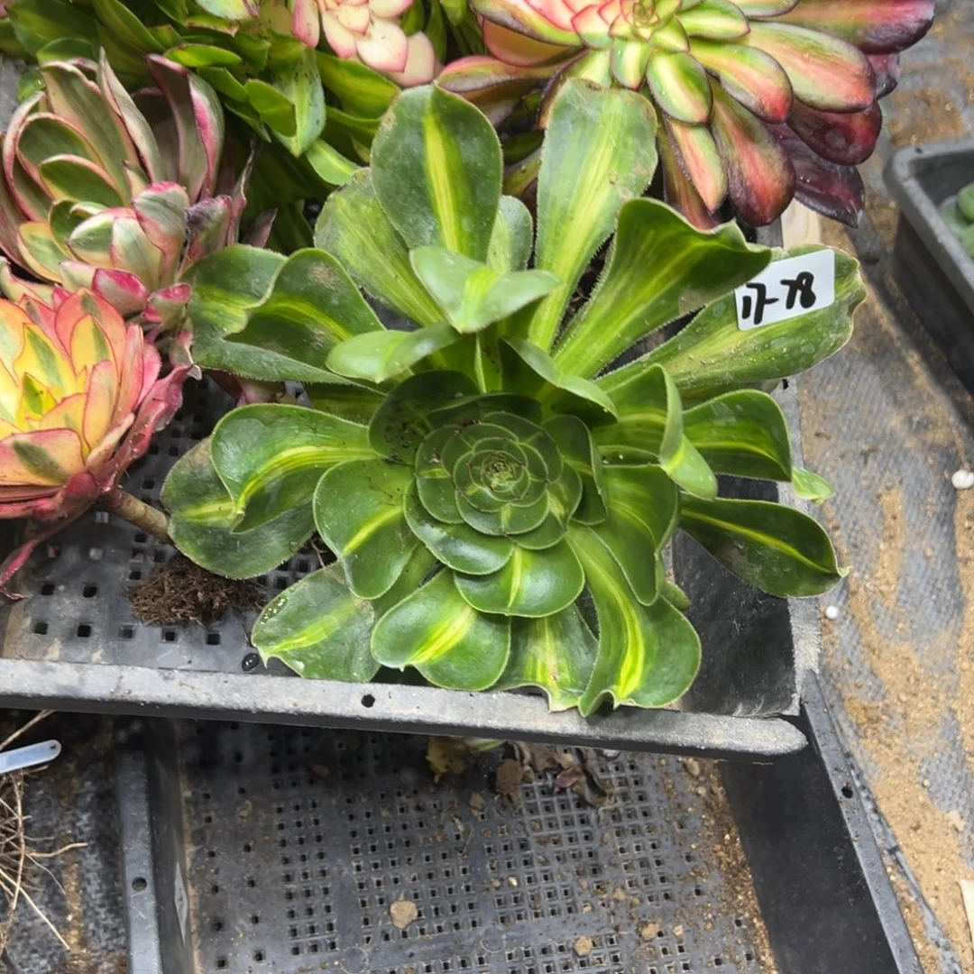 78筐多肉植物一紫多肉