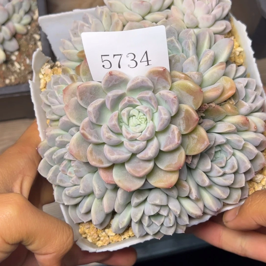 陌**开5734点多多多多多