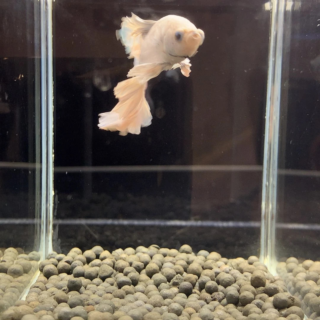 斗鱼七弟泰国斗鱼351