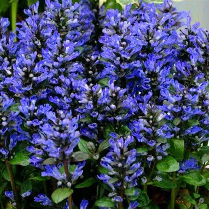 姬十二单山野草筋骨草花苗耐寒耐热耐荫境阳台庭院盆栽小花卉绿植