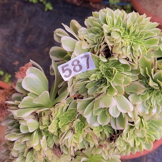 曾***娟多肉植物一个绿豆沙