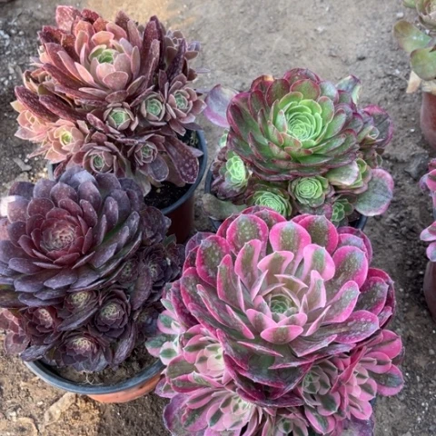 021多肉植物组合