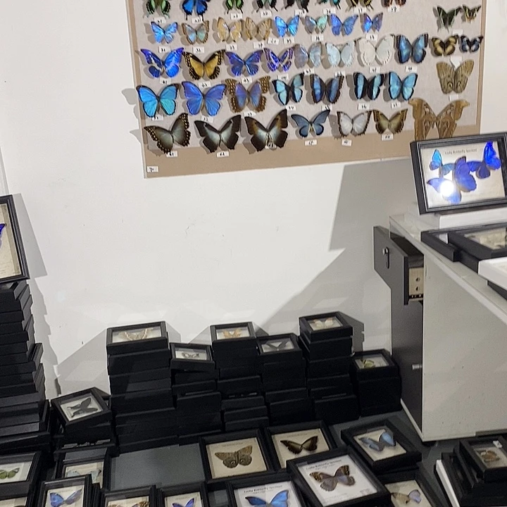 蝴蝶标本定制链接004