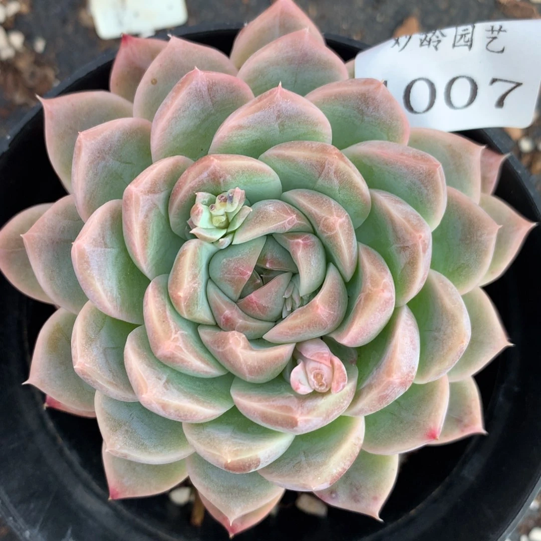 1007杂交精品基地9厘米