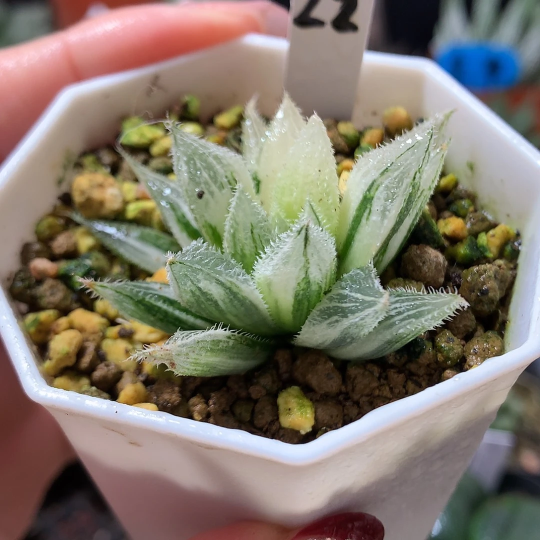 22号绘卷玉露带盆土