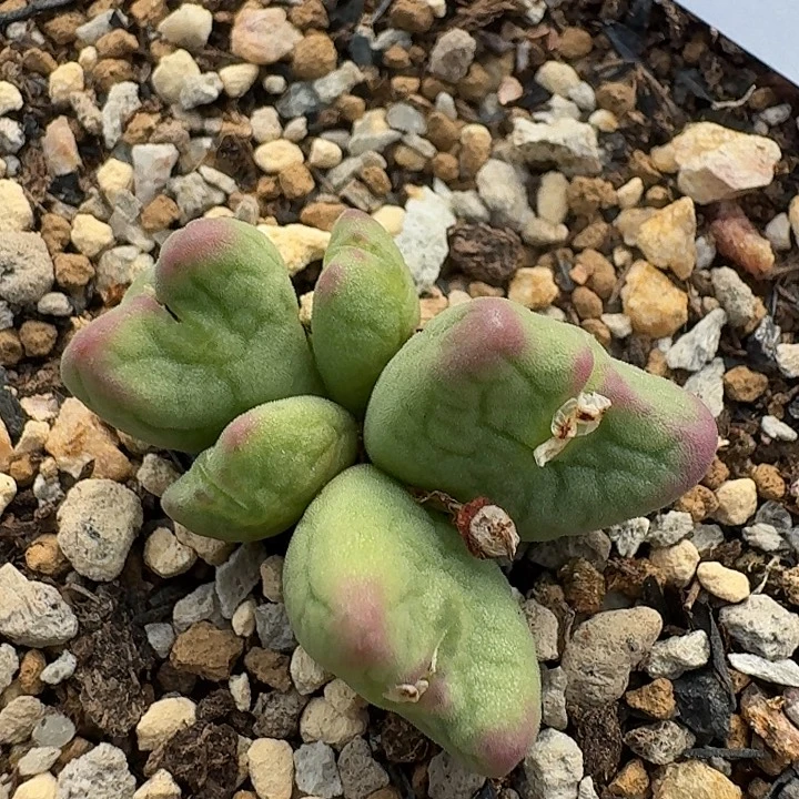 9 休奈一得肉锥。