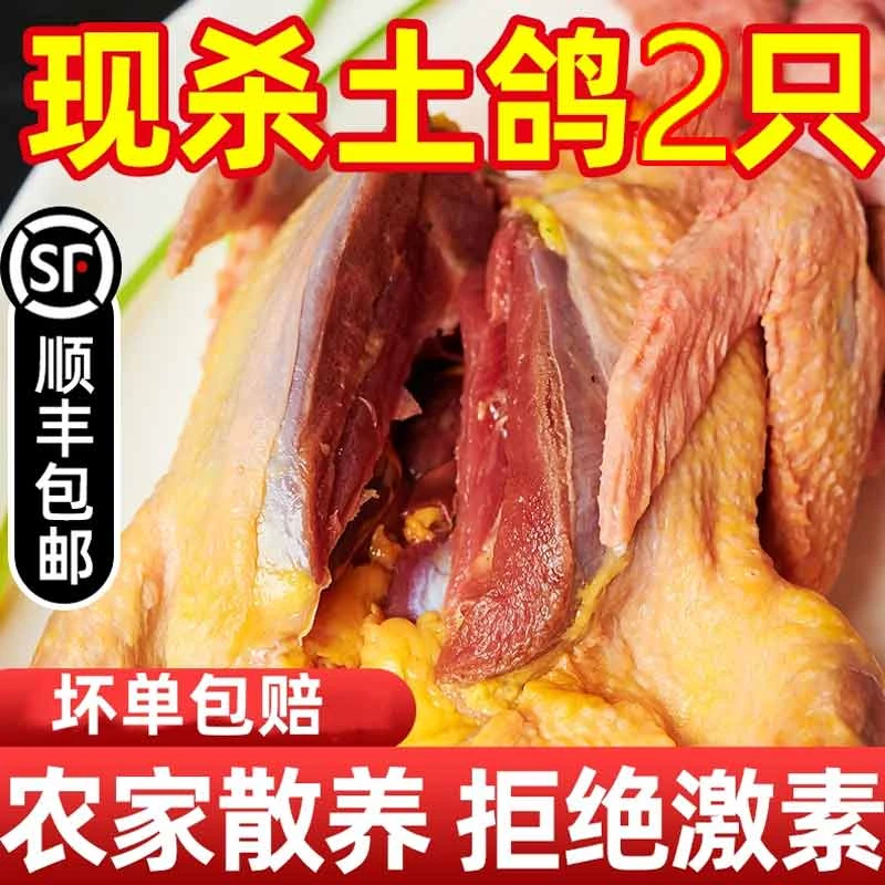 现杀乳鸽元宝鸽鸽子肉新鲜鸽子煲汤肉鸽乳鸽老鸽子正宗散养