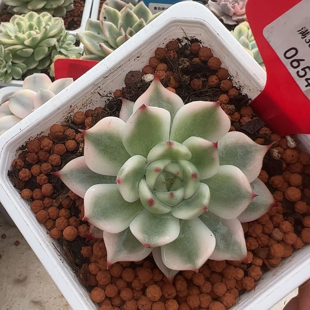 0654吉娃娃锦多肉植物