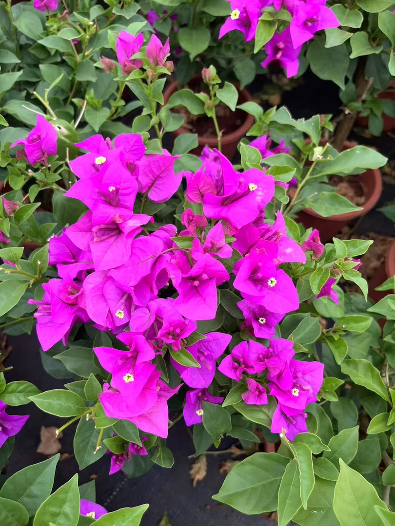 一物一拍三角梅（会落叶子，会掉花瓣）