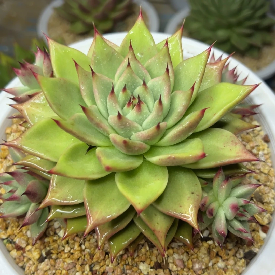 多肉植物一物一拍（34号）