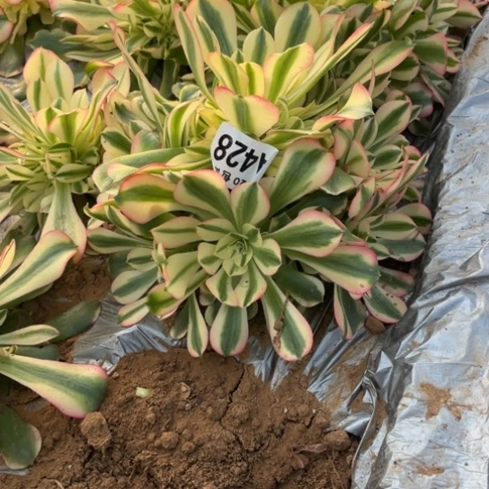 428香妃法师不包断枝