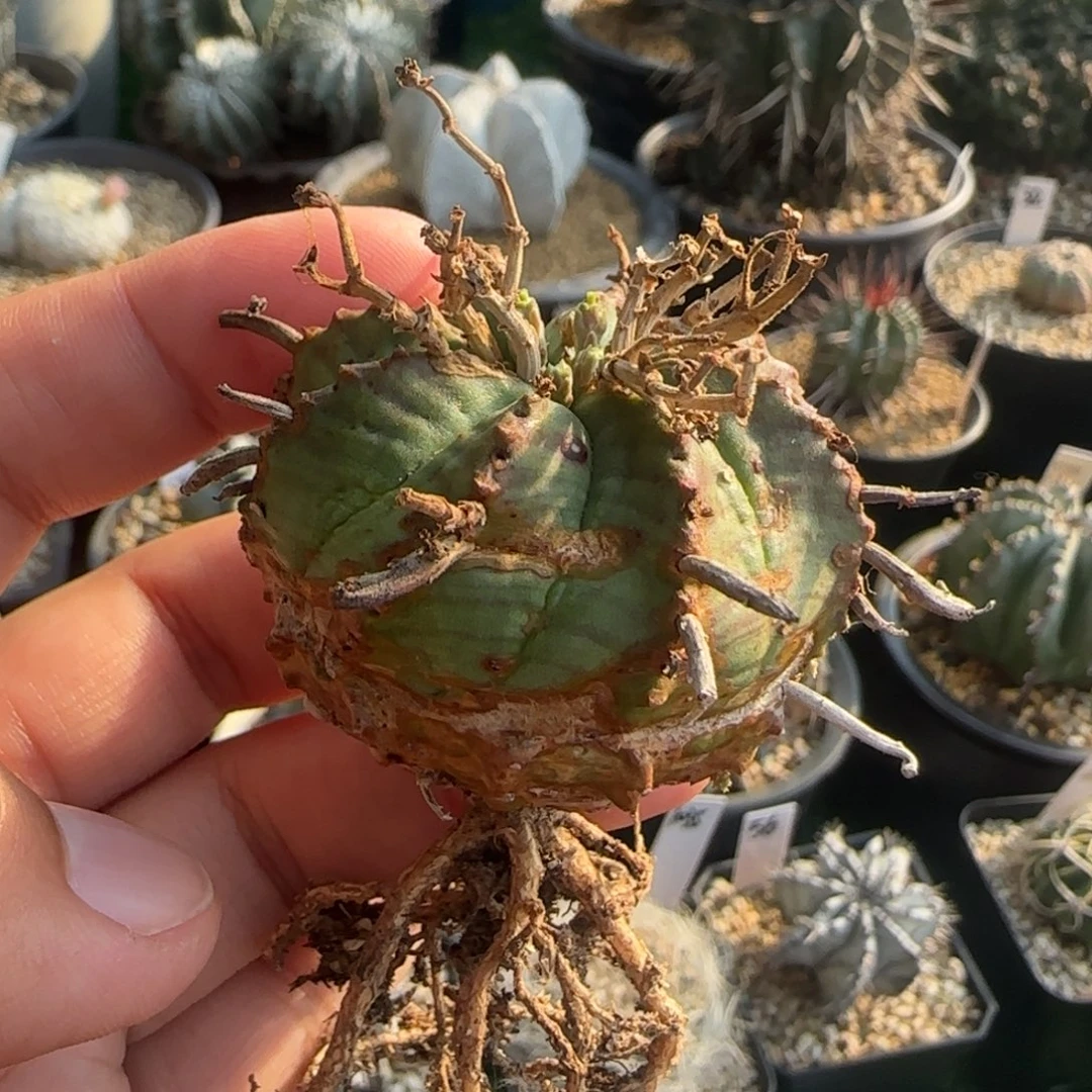 30 锈斑。法立达。
