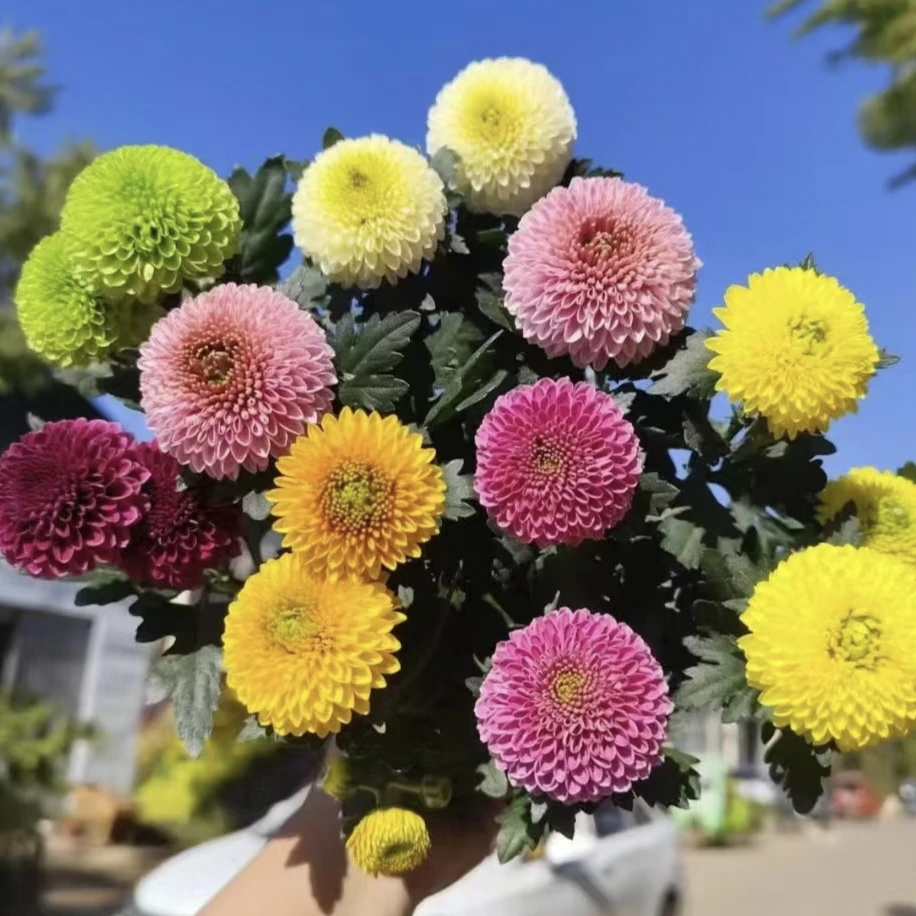 【多彩乒乓菊】Q萌可爱美观小清新 阳台新宠 云南基地直发