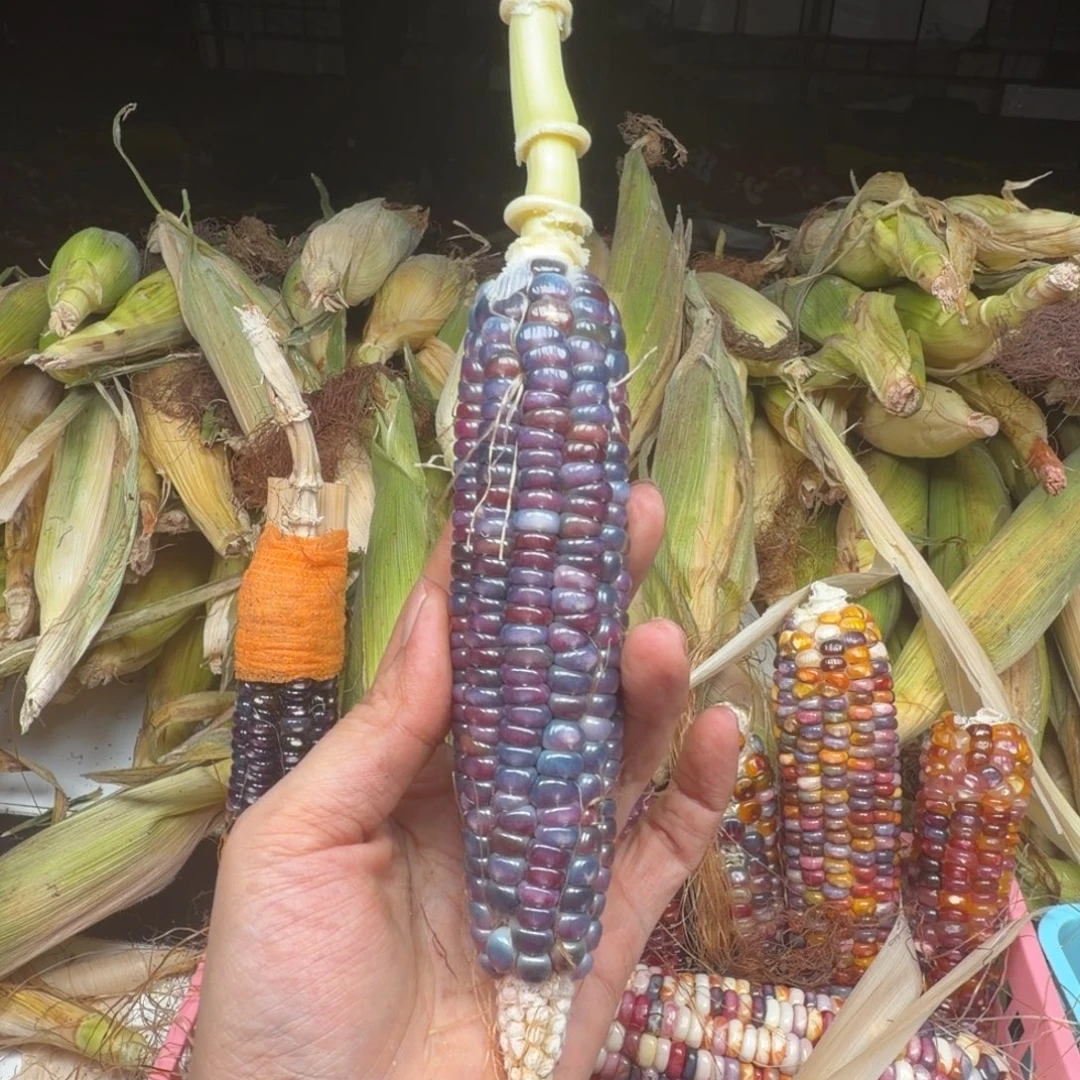 天***右柏香籽/百香籽吊坠