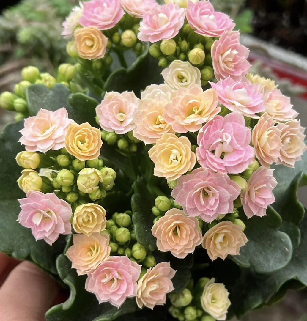 【奶油睡莲】80盆长寿花