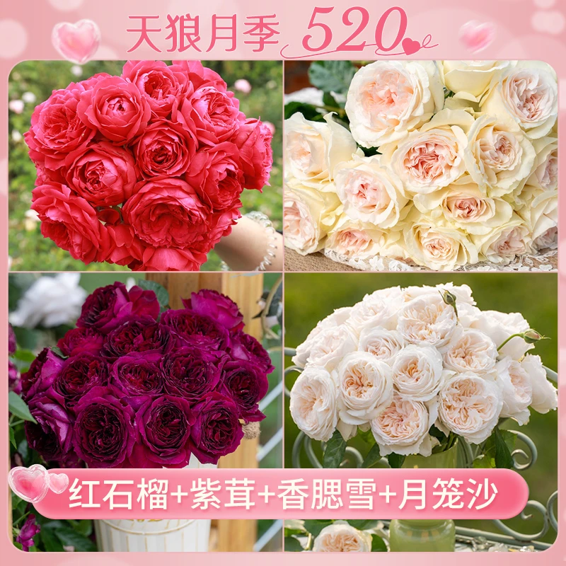 【520情人节】 天狼 红石榴紫茸香腮雪月笼沙自育月季1.2升盆套餐