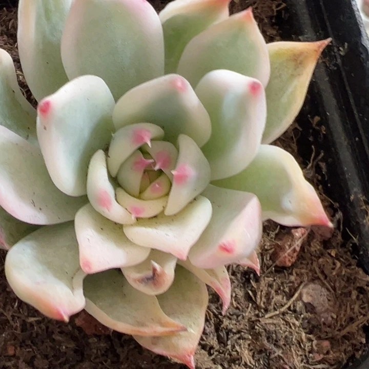 吉娃娃锦多肉植物534