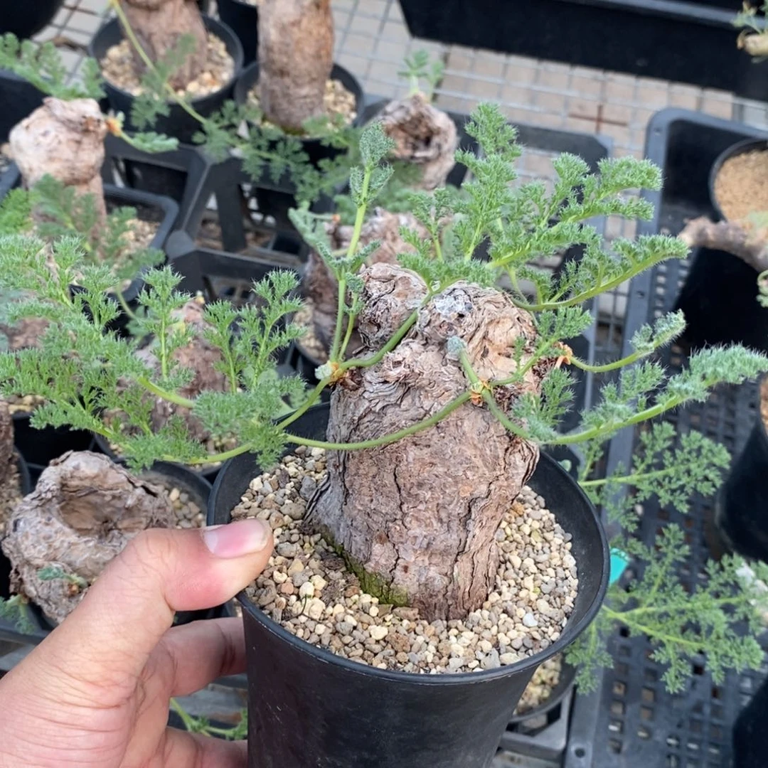 枯木杨奎多肉植物