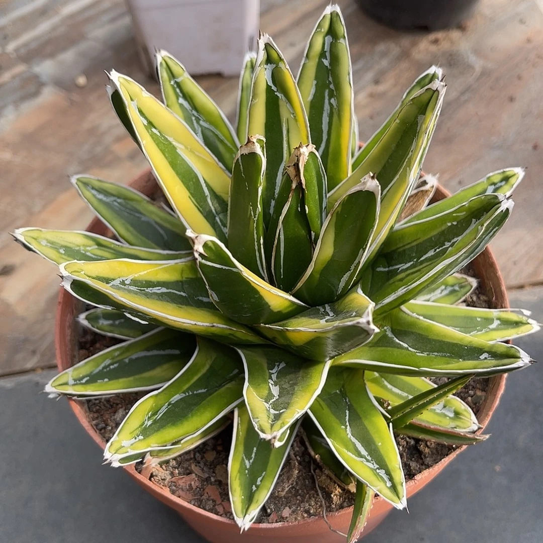 大辉山龙舌兰一物一拍