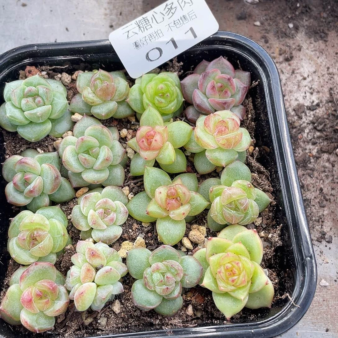 云糖心多肉植物11