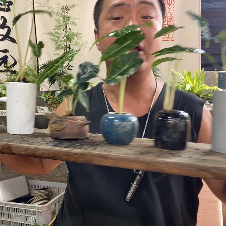 无花朵小仙女一盆器型随缘带盆