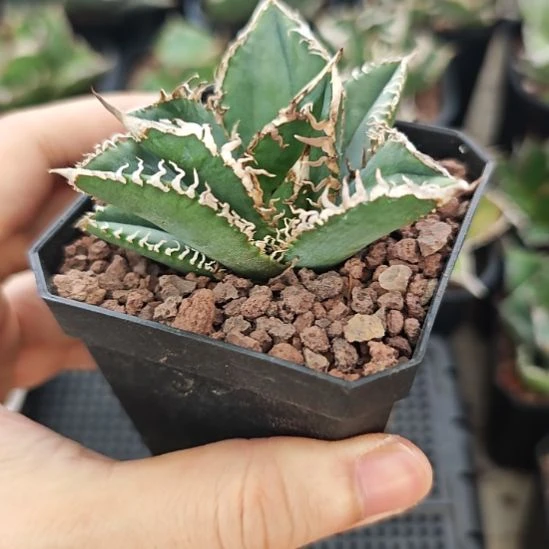 苍龙仁王冠龙舌兰