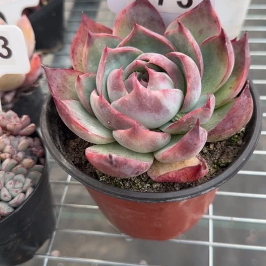 173大惊鸿一物一拍多肉