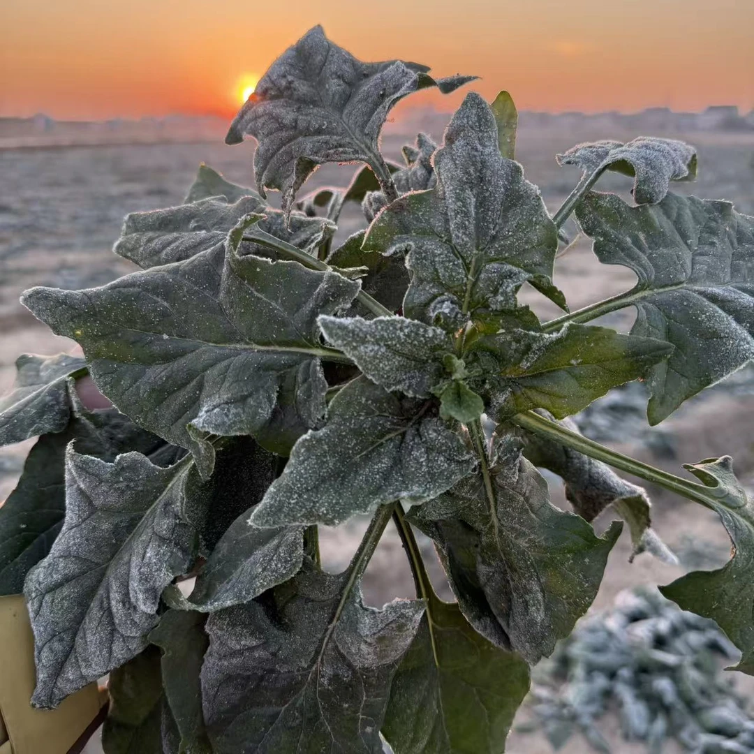 （顺丰包邮）如皋本地露天霜打趴菠菜3斤 时令蔬菜 清炒 凉拌