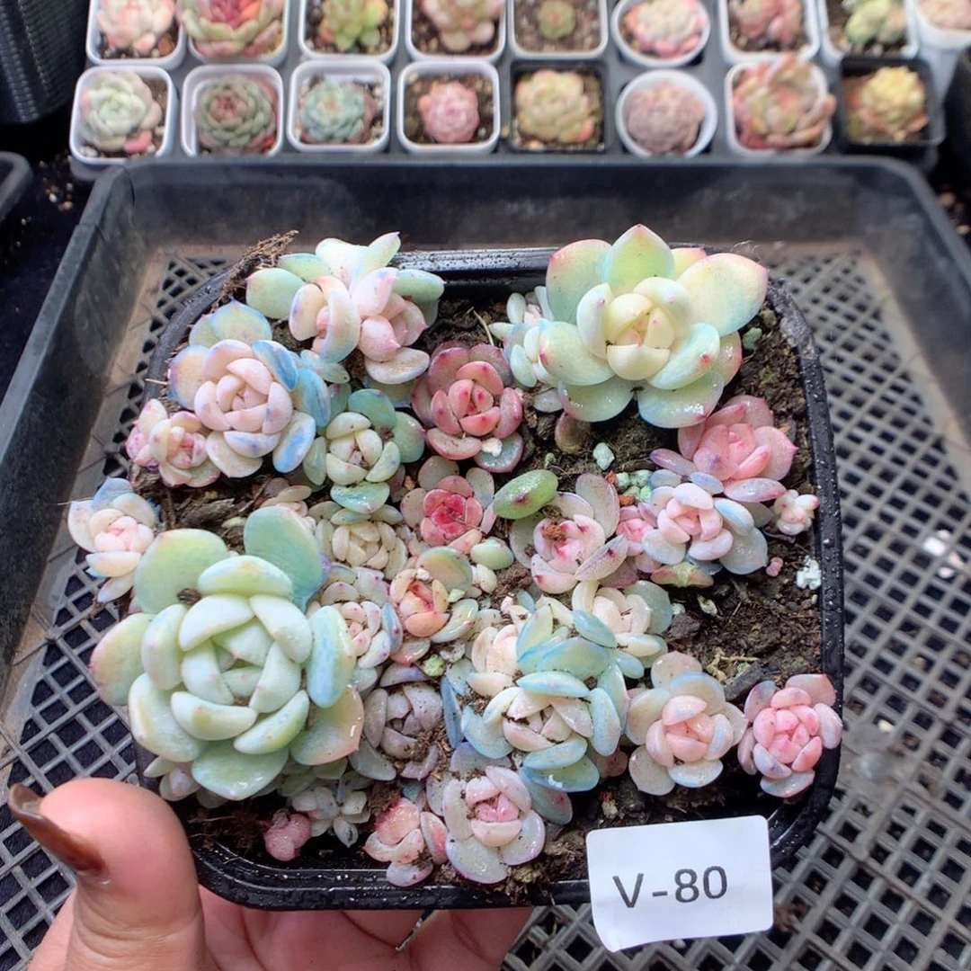 无花朵V80英语英语