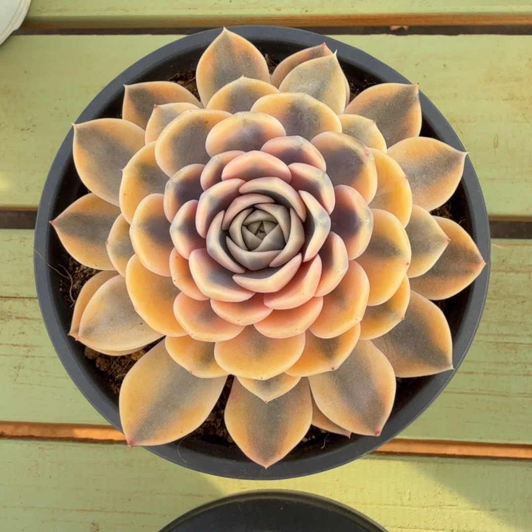 汉堡锦锦上园艺一物一拍