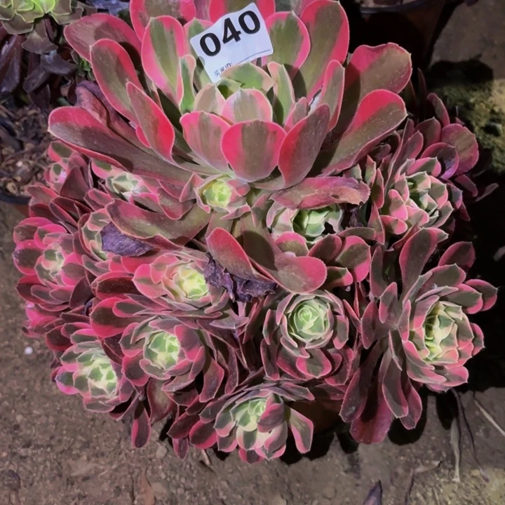 040女郎多肉植物不售后