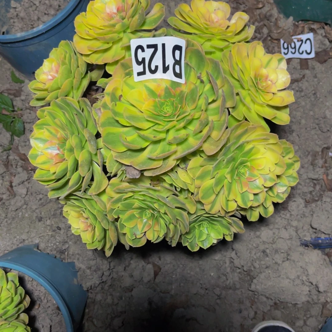 雨荷法师28//////38包邮