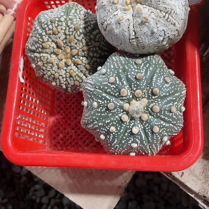木心落地3颗不包售后