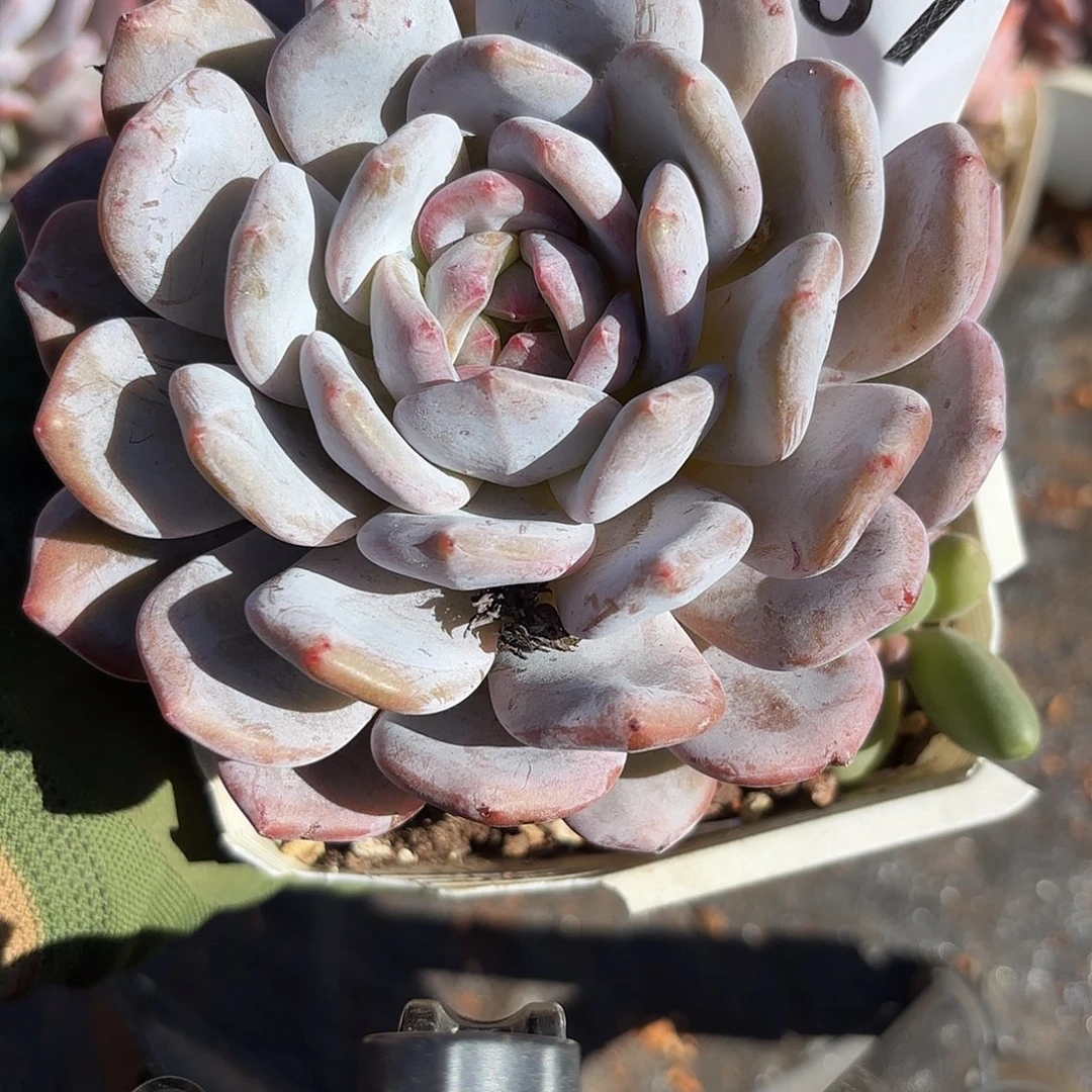 057单头加美人包邮包邮