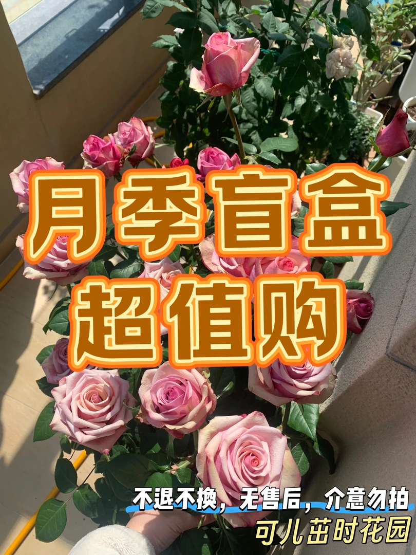 苗子放混了认不出名字了给大家做福利月季盲盒超值购苗情超好