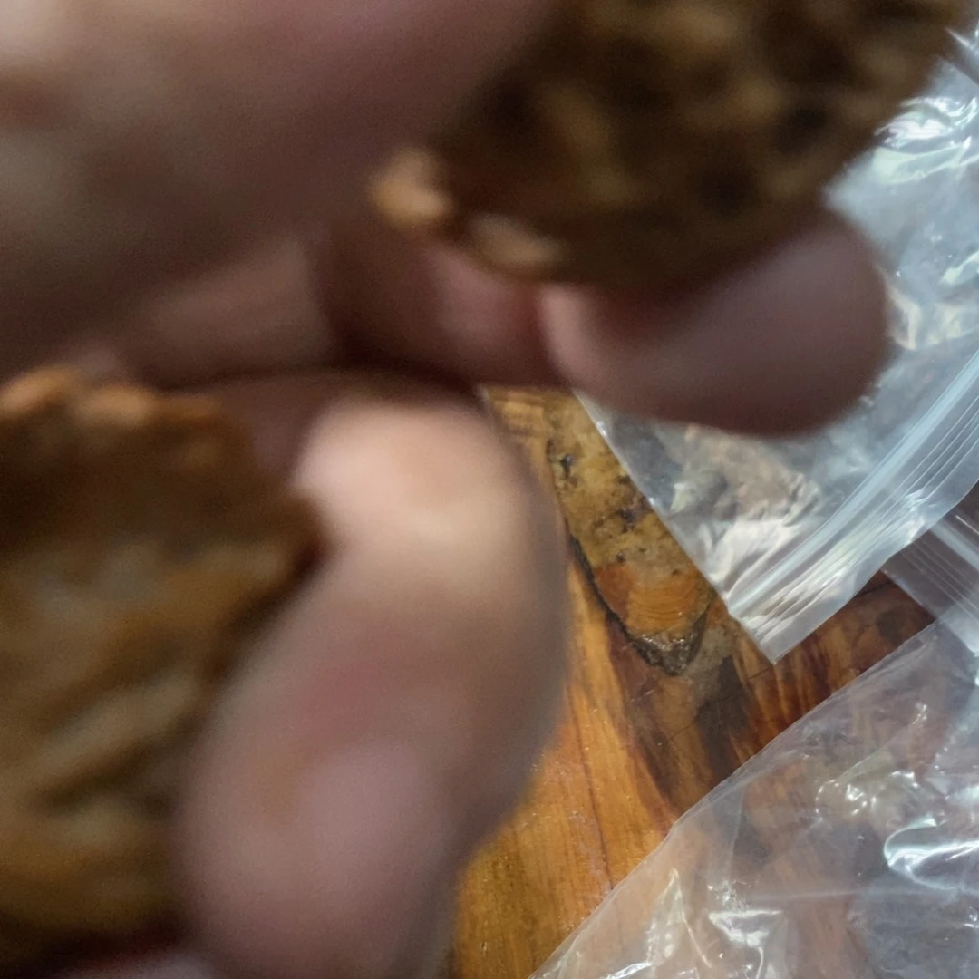 秦岭森林中出现许多鸟类