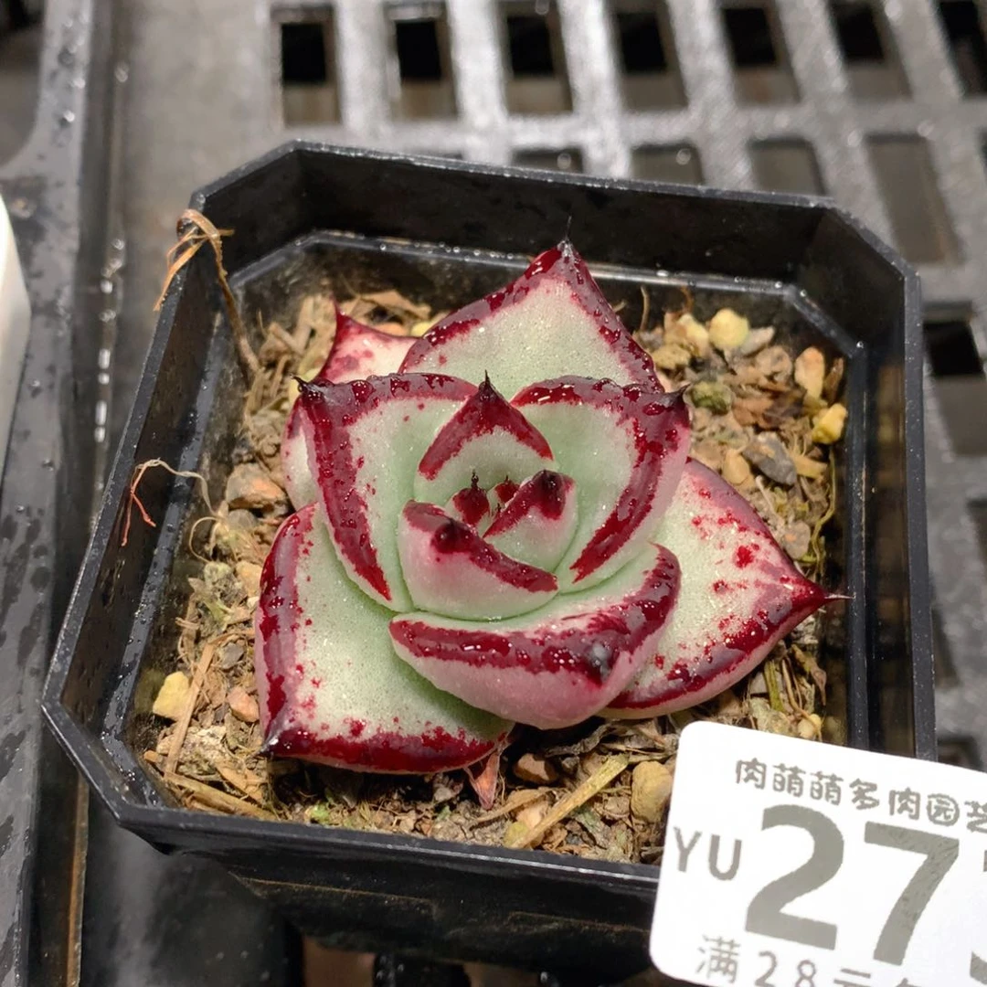 肉萌萌拇指盆精控多肉YU273