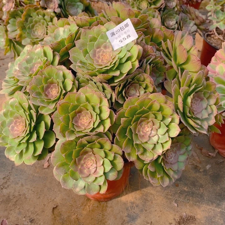 558万法师多肉断枝不售后