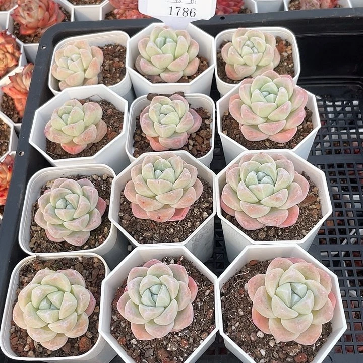 薇薇安园艺多肉1786