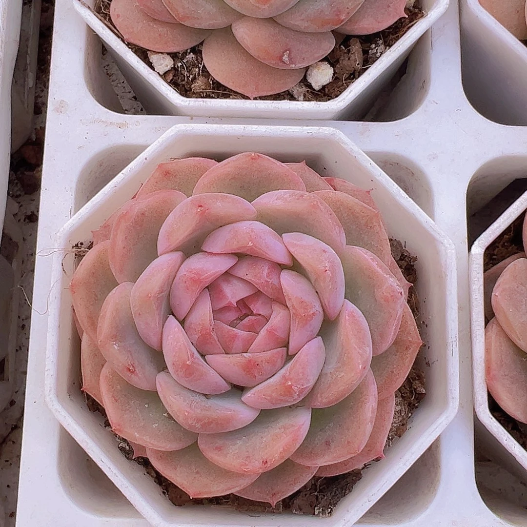 冰花女郎19包邮多肉