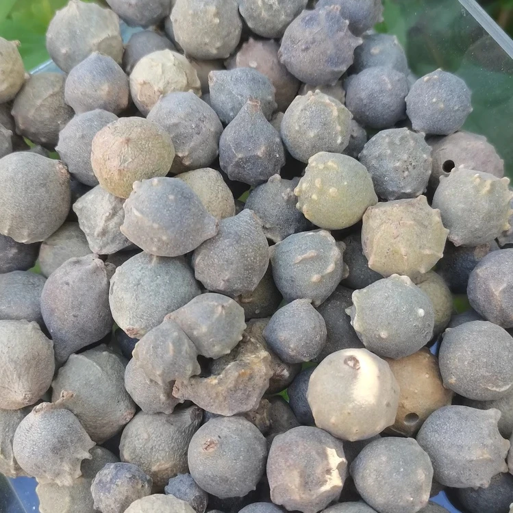 【春~蟲~秋~粿】云南初级农产品可搭配 枸杞