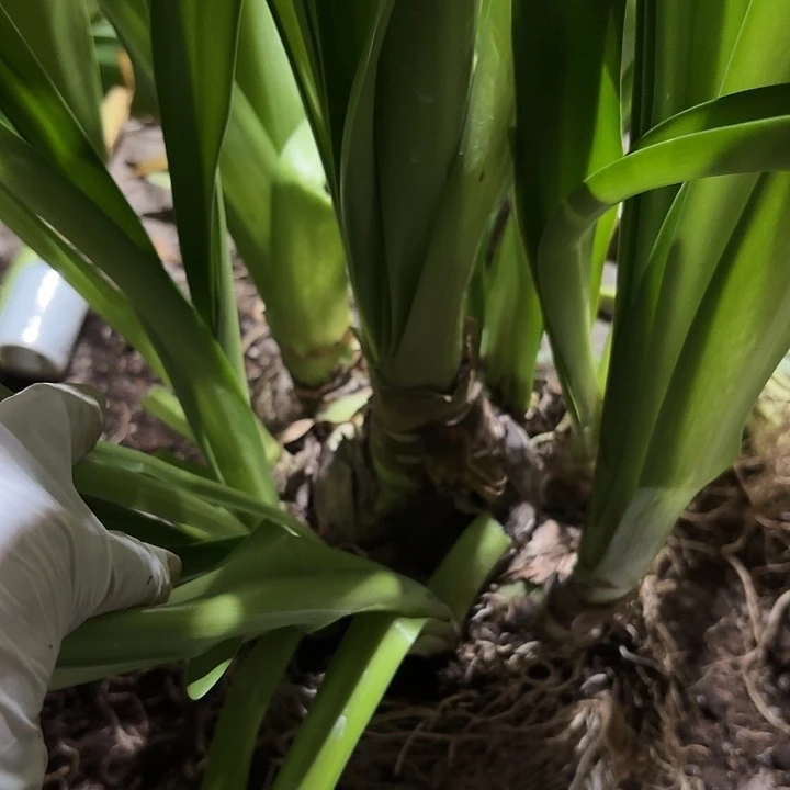 无花朵朱顶红梦幻8+11侧