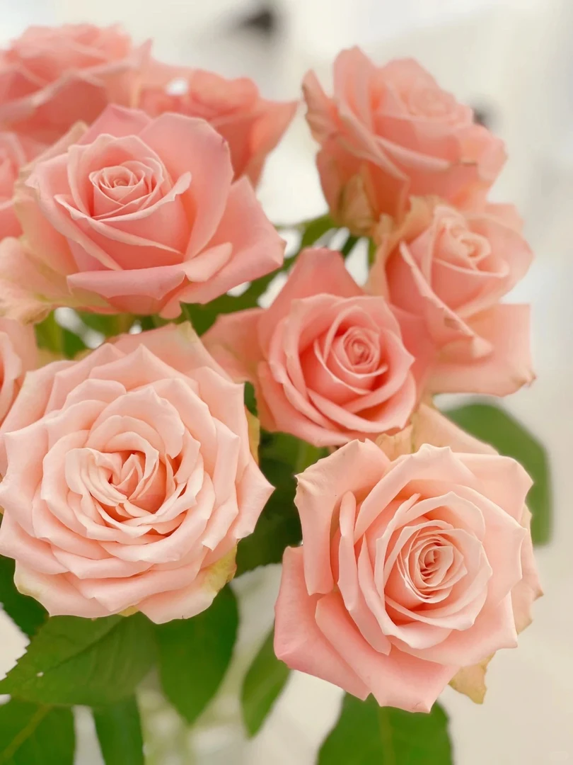 婵姐优选 单头玫瑰杏仁奶糖