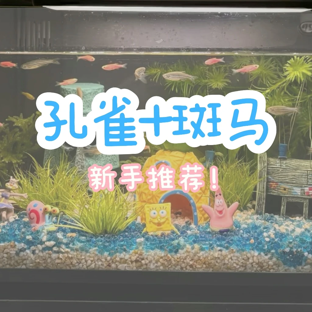 【斑马+孔雀】新手组合套餐小型热带淡水观赏鱼嘎嘎好养的小鱼
