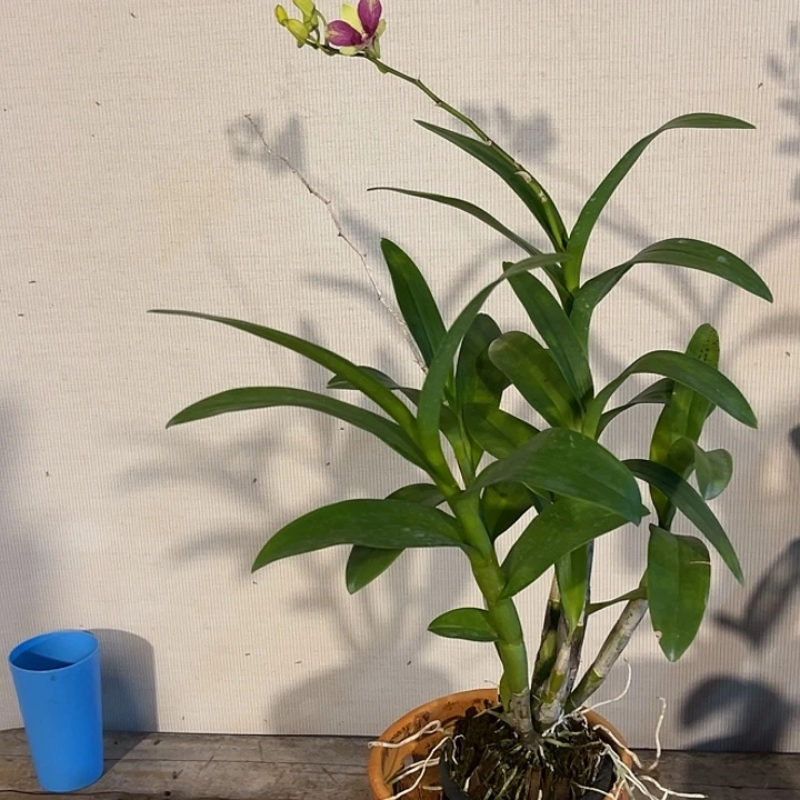 当前无花朵，栽培后可花朵个体兔丽丽797