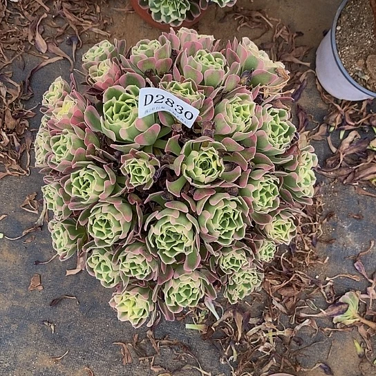 2830雨花石多肉小损不售后