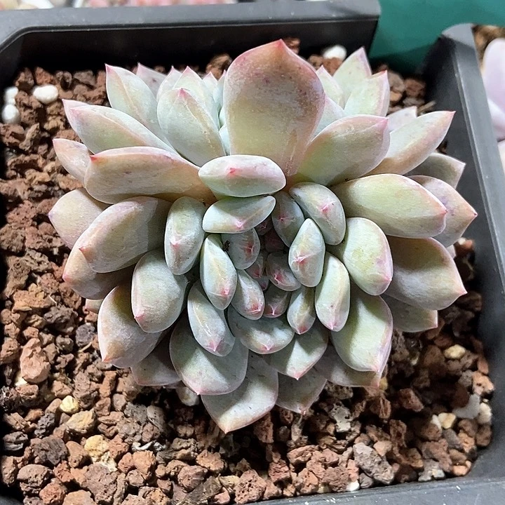 多肉植物1540多肉