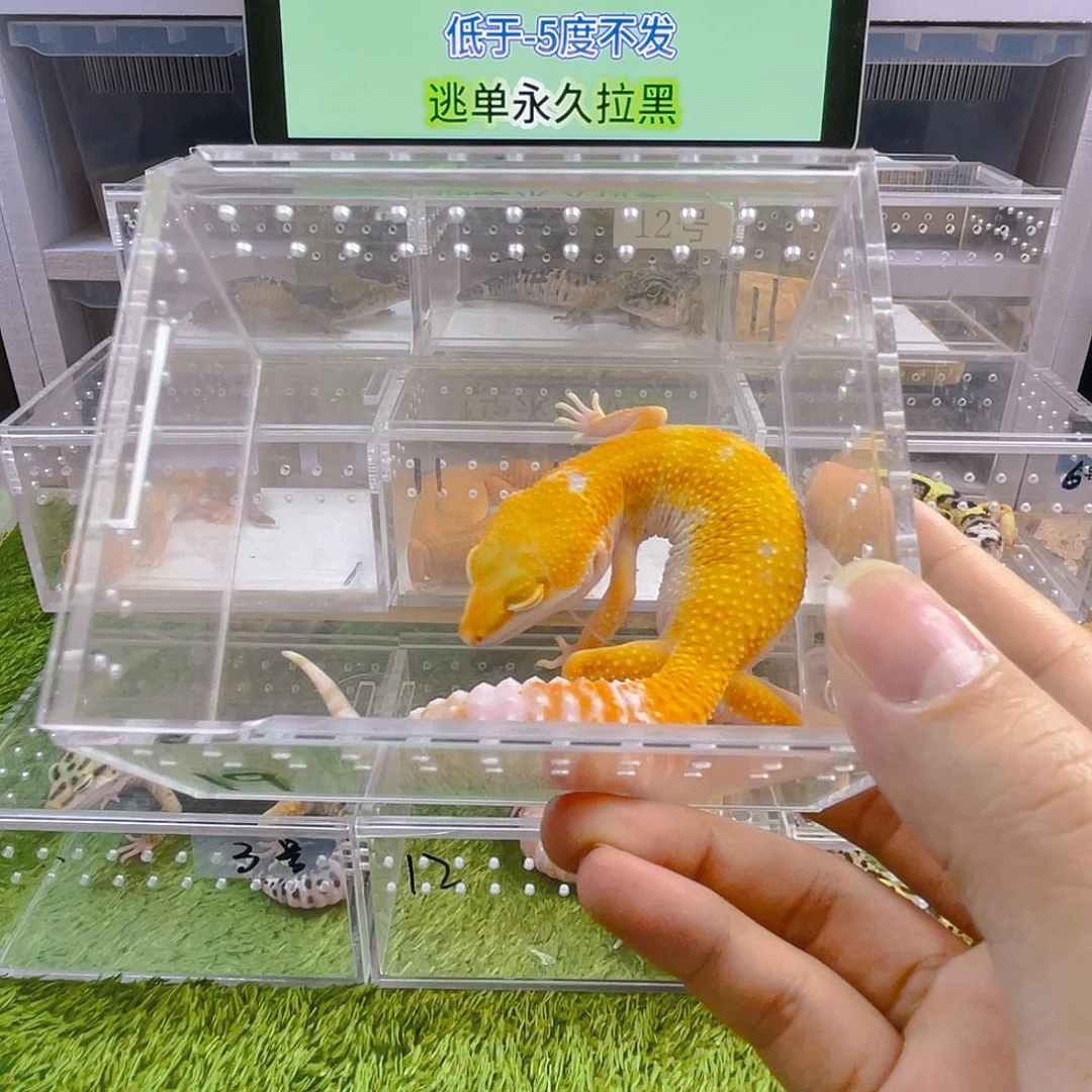 守宫可爱好看迷人